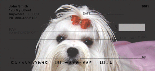Cute Maltese Dog Checks
