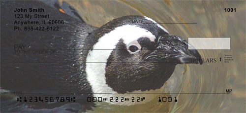Penguins Up Close
