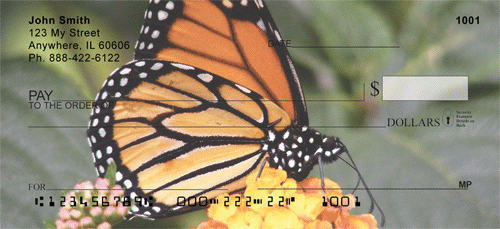 Monarch Butterflies Up Close