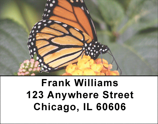 Monarch Butterflies Address Labels