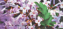 Lilac Cutleaf in Oil Personal Checks - Cutleaf Lilacs Checks