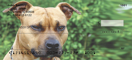 American Staffordshire Terrier Checks