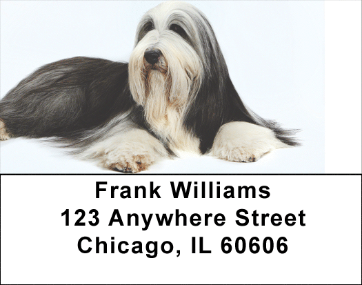 Bearded Collie Designs Bearded Collies Address Labels