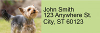 Yorkies Rectangle Address Labels | LRRDOG-57