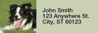 Bouncing Border Collie Rectangle Address Labels | LRRDOG-68