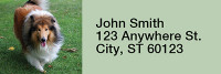 Collies Out and About Rectangle Address Labels | LRRDOG-76