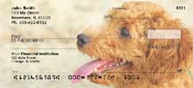 Toy Poodles Checks