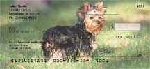 Yorkshire Terriers Checks