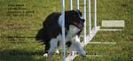 Border Collie Checks