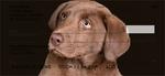 Chocolate Labrador Retriever