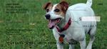 Jack Russell Checks