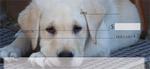 Yellow Lab Puppy