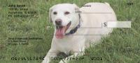 Yellow Labradors Checks