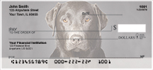 Black Labradors Checks